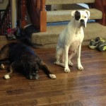 Maggie & fellow MAIN dog, Penny