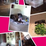 Maggie's foster home