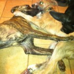 Nala in foster!