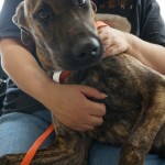 nala7