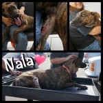 nalacollage