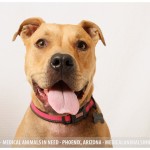 Rose, Pit Bull Mix