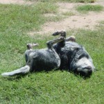Rolling in the grass