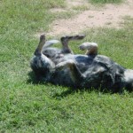 Scratching his back!