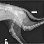 Sabrina's xrays