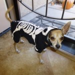 Happy HOWLoween!
