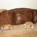 Sherlock and his foster siblings