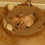 Sleepy boy