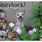 Sherlock!