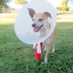 Happy, despite his injuries