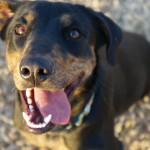 Happy MAIN dog!