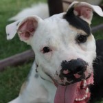 Toby, Pit Bull Terrier Mix