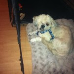 Zimmer, Lhasa Apso