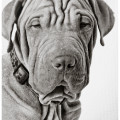 Churchill (12)