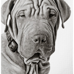Churchill, Shar Pei