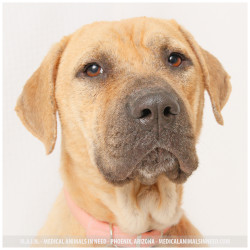 Ruby, Labrador Retriever Mix