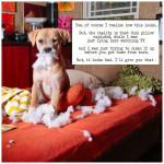 Penelope--dogshaming