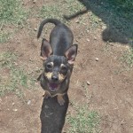 Roland, Min Pin Mix
