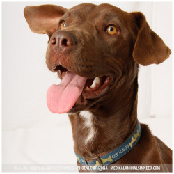 Xander, Chocolate Lab Mix