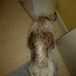 Fur loss, irritated skin