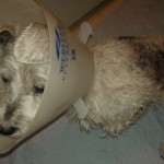 Annie wears a cone to stop her from itching
