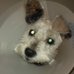 One ear up!