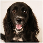 Chelsea, Cocker Spaniel