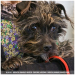 Patience, Brussels Griffon Mix