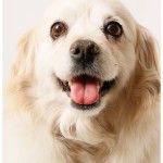 Minnie, a Cocker Mix