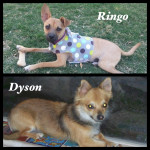 Dyson and Ringo