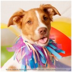 Bailey, Australian Shepherd Mix