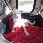 Brule, Terrier Mix