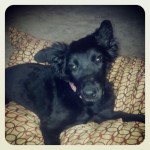 Charlotte, Lab Mix