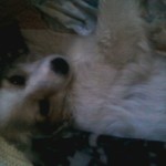Chloe, Collie Mix