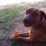 Cleo, Shepherd Mix