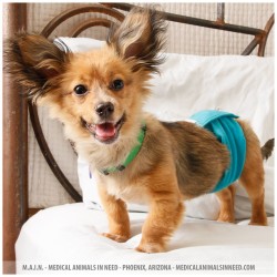 Forrest, Welsh Corgi Puppy