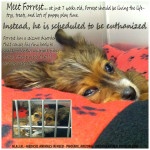 Forrestad