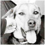 Janie, Shepherd Mix