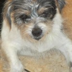 Julep, Cairn Terrier Mix