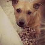 Macy, Pit Bull Mix