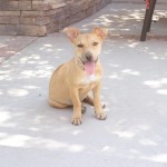 Macy, Pit Bull Mix