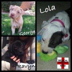 Lola, Ravyn & George, Shar Pei Mix Puppies