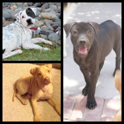 Lola, Ravyn & George, Pit Bull Mix Puppies