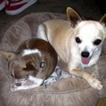 Chai, Chihuahua Mix