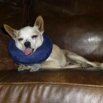 Chai, Chihuahua Mix