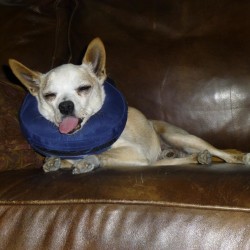 Chai, Chihuahua Mix