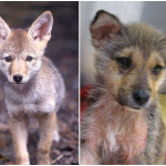 Coyote-Timber-Comparison