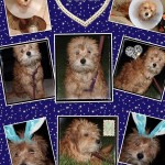 Dodge4
