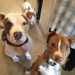 Harrison, Pit Bull Mix