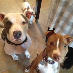Harrison, Pit Bull Mix